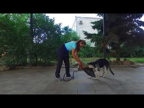 Как разыграть щенка. Почему щенок может отказаться играть в свои любимые игрушки.