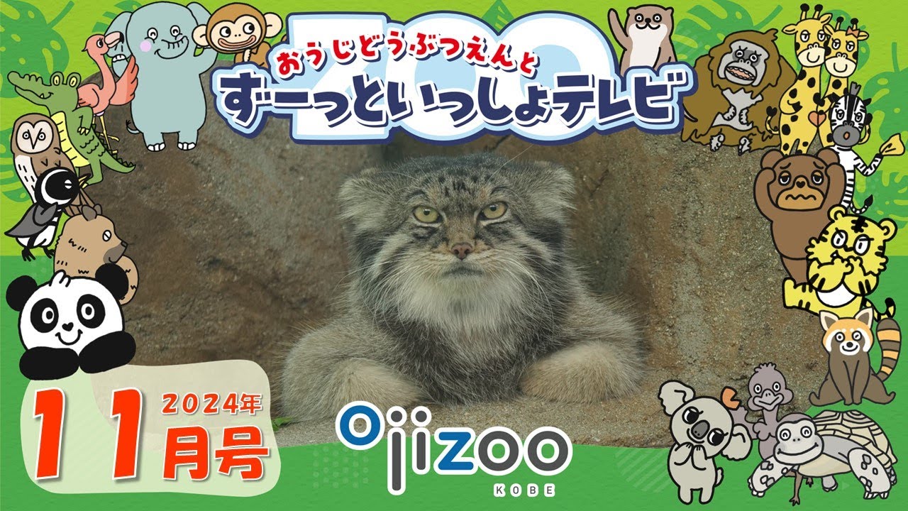 マヌルネコもふもふの秘密など生態と特徴を紹介♪オシドリってどんな鳥？美しいオスの姿はなぜ！？【＃20 おうじどうぶつえんとずーっといっしょテレビ】（2024年11月放送）