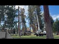 Drake Park tree work underway