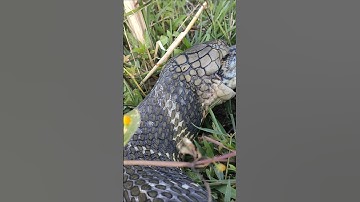 KING COBRA vs PYTHON #shorts #animals #snake