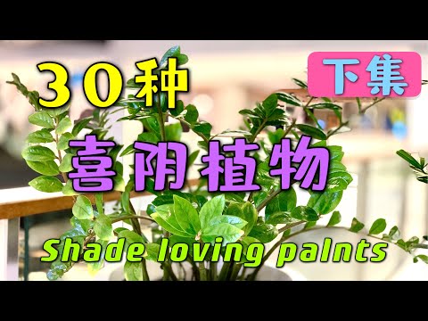 30种 喜阴家养植物 （下集） 不能阳光直射  House plants like shade sun 喜歡半遮陽的家養植物 107