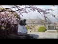 法輪寺(十三参りの寺) 梅と寒桜の饗宴
