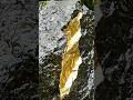 Never ignore strange rocks in the forest!💰💎 #shorts #gold #mining