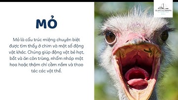 TNXH lớp 3 - Bài 13: Các bộ phận của động vật và chức năng của chúng