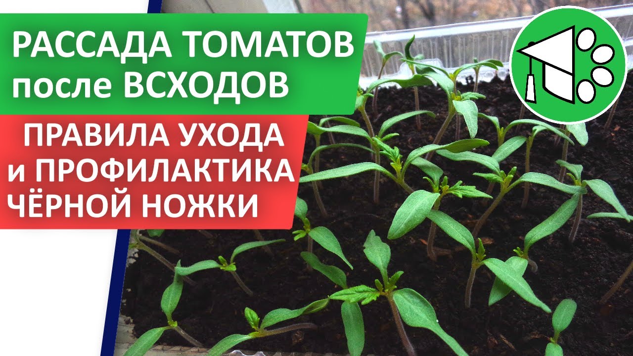 Как ухаживать за рассадой помидор после всходов. Первая подкормка рассады томатов после всходов. Температурный режим для рассады томатов после пикировки. Подкормка томатов после всходов семян первая. Чем и когда подкормить рассаду перцев после всходов.