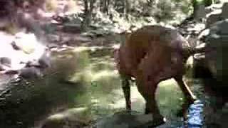 Kuder the Hungarian Vizsla playing in water in Malibu