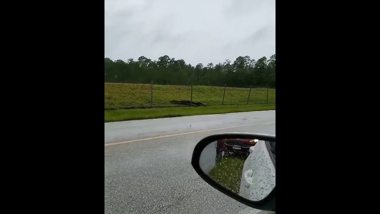 newspaper mockup VIDEO: Alligator climbs fence at Naval Air Station Jacksonville