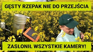 Przemek Urbaniak uwięziony w rzepaku - poszukiwania FieldEye | RZEPAK 2021 |SY GLORIETTA | AGANOS