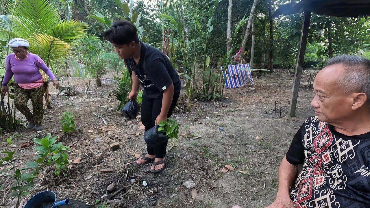 Sepetang Berkebun Sayur Menanam Pokok Cili Dan Pelbagai Lagi // Kehidupan Harian Keluarga Dayak //