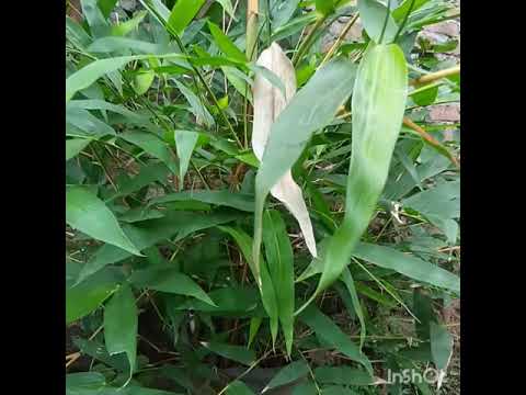 POHON BAMBU  KUNING  YouTube