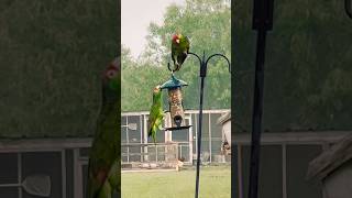 Red-crowned Amazon. 1st time seeing them on my feeder. #birds #parrots #backyardnature