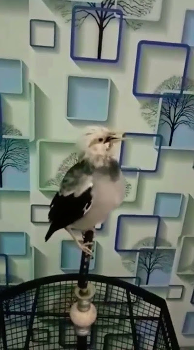 Cakep...!!,hasil silangan jalak suren vs jalak pito