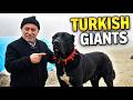 The Black Giants of Anatolia | World’s Most Powerful Shepherd Dogs Documentary