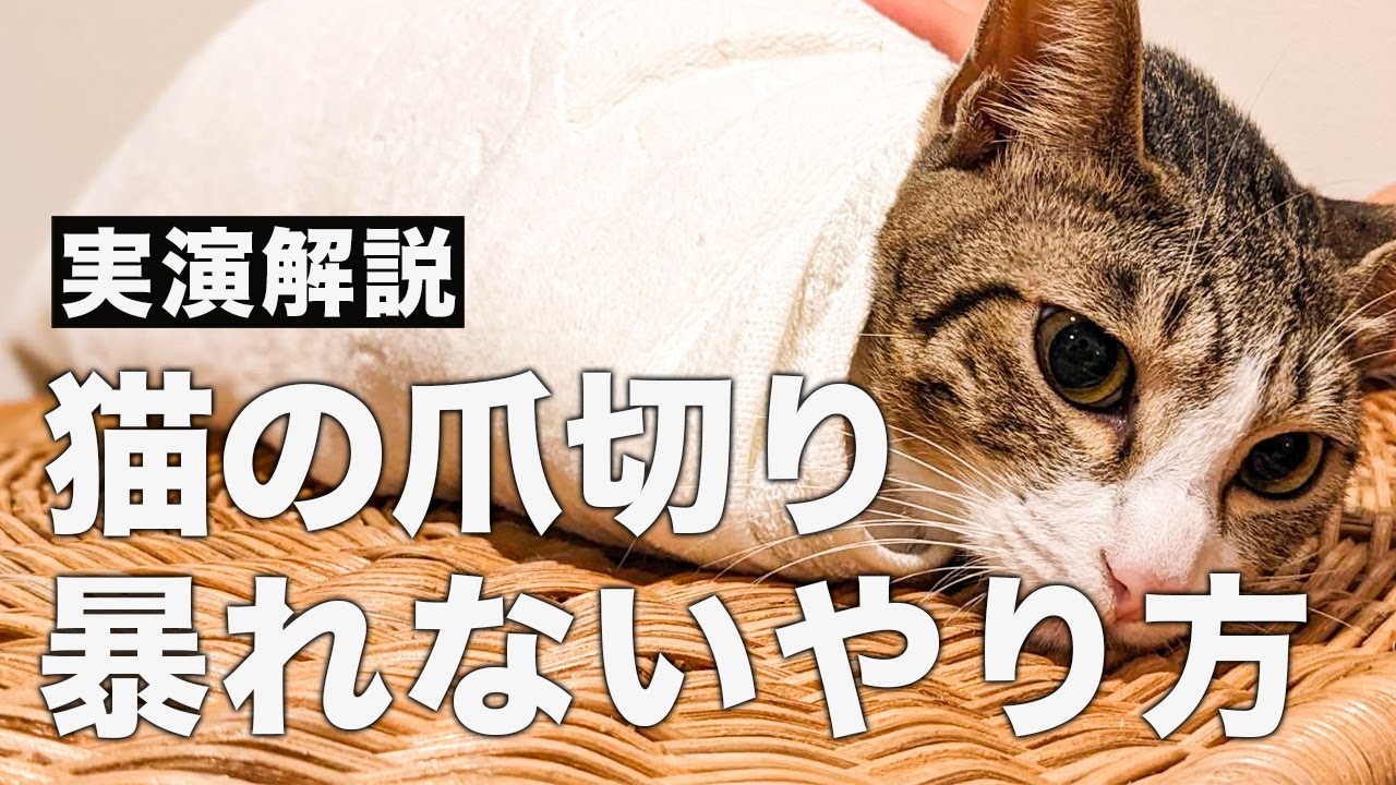 【猫　爪切り】暴れない正しいやり方を獣医師が実演解説