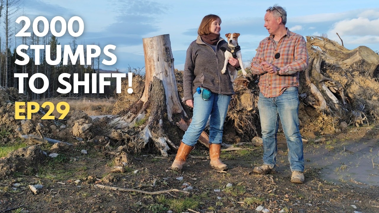 Нам нужно перекопать 2000 больших пней! #домвлесу #сделайсам