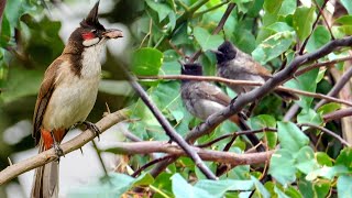 Bulbul Birds Name And Sound Learn Bird Species in English II SINGING BIRDS