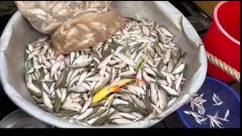 Mùa nước lũ tới rồi Mùa cá Linh đã tới ủi một vợt đầy cá trúng mánh