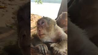 #monkey #animals #cute #babymonkey #funny #nature #wildlife #baby