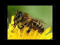 Доклад пчеловодство в Молдавии.