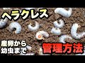 ヘラクレスオオカブトの産卵〜卵と幼虫管理方法【カブトムシ飼育】
