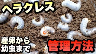 ヘラクレスオオカブトの産卵〜卵と幼虫管理方法【カブトムシ飼育】