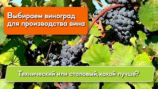 Какой виноград подходит для вина?