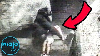 Top 10 Animals Who Saved Peoples Lives