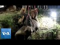 (Video) 14 Jam Misi Selamatkan Gajah Terjatuh Dalam Perigi Sedalam 50 Kaki