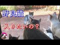野良猫が庭から家の中を見てる!家猫たちもジ~ッと見てる...