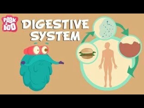Digestive System in Urdu / Hindi / English l Digestive System - YouTube