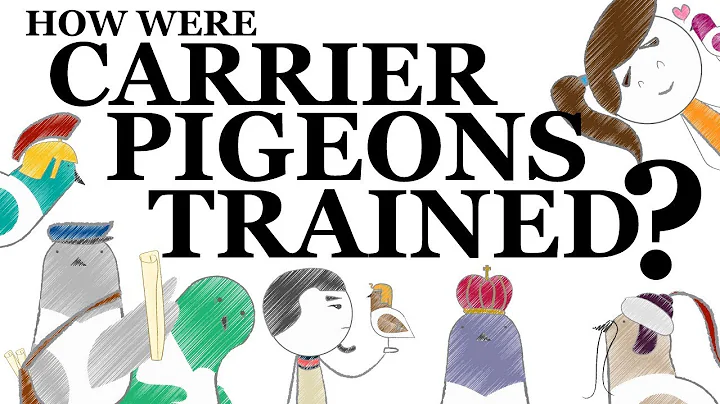 How Were Carrier Pigeons Trained? | SideQuest Animated History - DayDayNews
