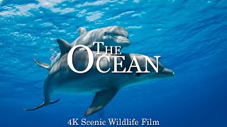 The Ocean 4K - Scenic Wildlife Film With Calming Music