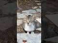 #cat #shorts #shortvideo #shortsfeed