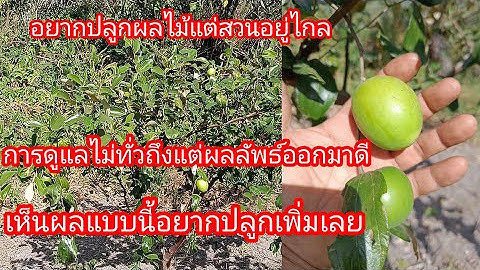 อยากปลูกผลไม้แต่สวนอยู่ไกลการดูแลไม่ทั่วถึงแต่ผลลัพธ์ออกมาดีเห็นผลแบบนี้อยากปลูกเพิ่มเลยEP440