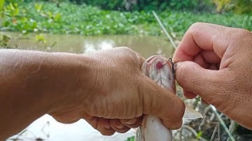 Câu cá tra mùa nước nổi