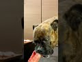 MUKBANG ASMR Dog eating Raw Meats & bones 【American Bully】#shorts