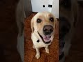 The World's Most Adorable Dog #Shorts