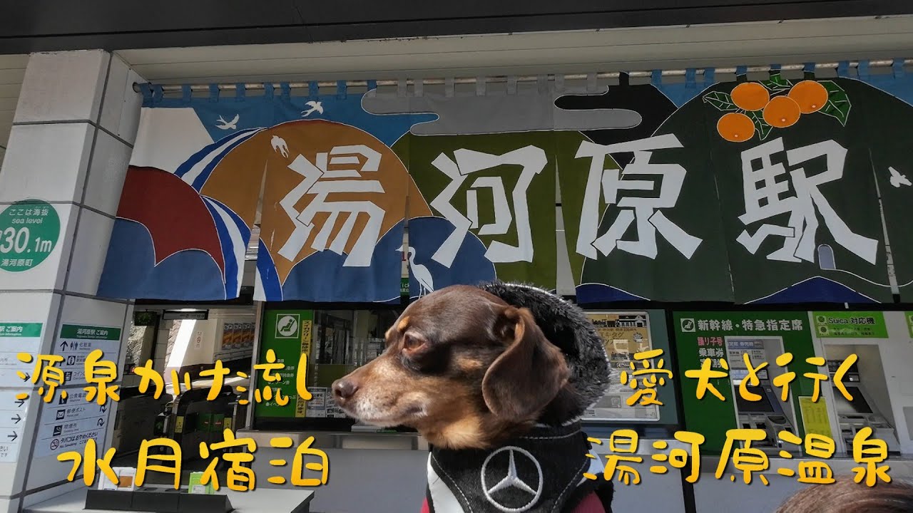 愛犬と行く湯河原温泉　温泉旅館水月 に宿泊しました！