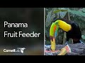 Panama fruit feeder cam at canopy lodge  cornell lab