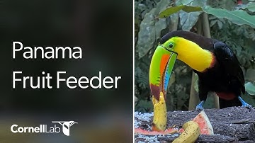 Panama Fruit Feeder Cam at Canopy Lodge | Cornell Lab