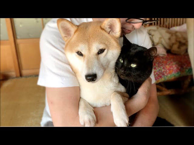 パパのことは好きだけどツンな日もある犬と猫