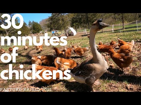 30 MIN FARM ASMR | 70 Pasture-Raised Chickens Living In A Dust Bathing Dream [w/ Gertrude]