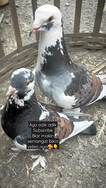 TikTok Burung Merpati Kolong #tiktok #burungmerpati #shorts #merpatikolong