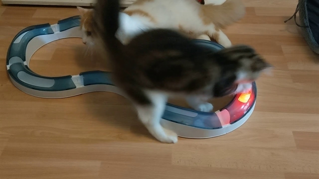 Mr Jenks and Archie-Blu test out their new catit super roller circuit