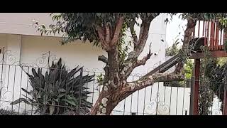 Um Bairro No Centro De Palotina Pr Brasil