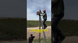 Pon Una Casita De Mochuelos En El Campo 🦉  #shorts #animales #aves