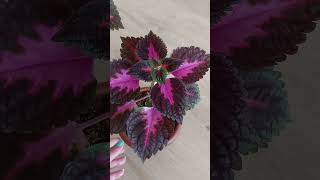 Kirilan Dal Tuttu Hedi̇ye Olacak Resimi