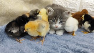 Cute kitty - Chicks || Cute pets 😍 by Funny Pets 2,498 views 10 months ago 2 minutes, 19 seconds