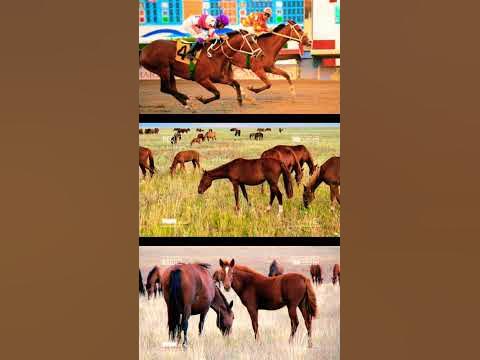 Қас жүйректе сын болмас 🐎🐎🐎🐎🐎 - YouTube