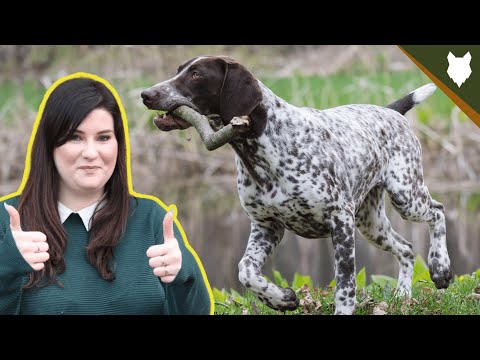 HOW MUCH EXERCISE DOES A GERMAN SHORTHAIRED POINTER NEED?